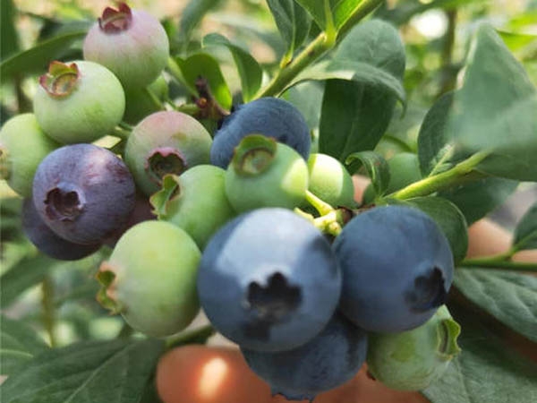 藍莓苗種植管理